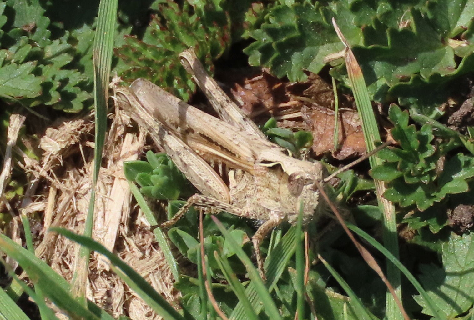 Field-Grasshopper-2